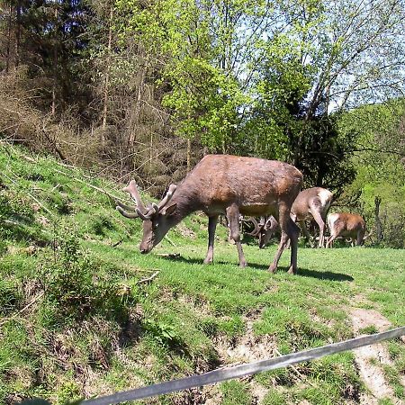 Stolberg i. Harz Birkenhain מראה חיצוני תמונה