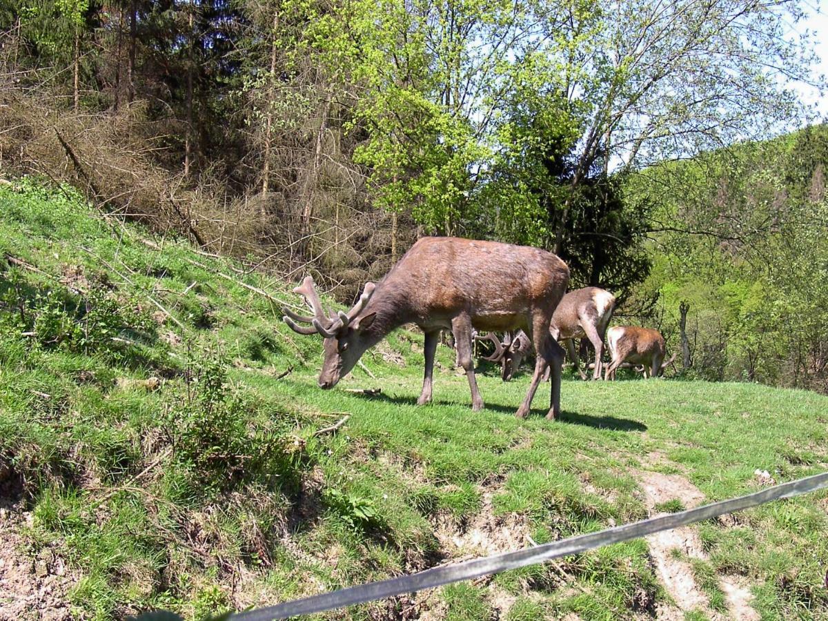 Stolberg i. Harz Birkenhain מראה חיצוני תמונה